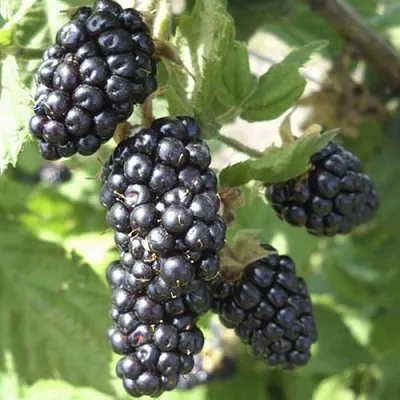 Ежемалина МАРИОН  Ежемалина МАРИОН в Великом Новгороде