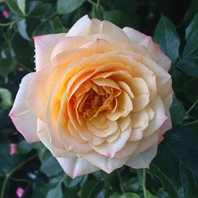 Саженцы роз АБЕЙ ДЕ СЕНТ-АМАН шраб в Великом Новгороде