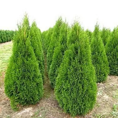 Туя СМАРАГД западная в Великом Новгороде