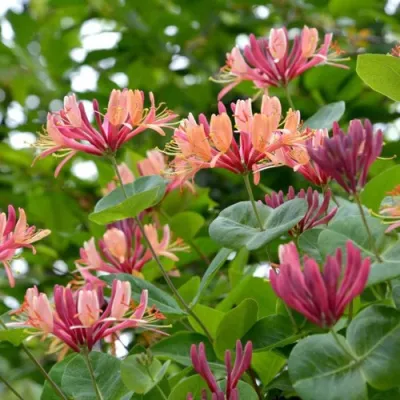 Жимолость ГЕКРОТА в Великом Новгороде