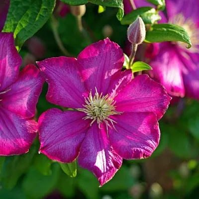 Клематис КАРМЕНСИТА в Великом Новгороде