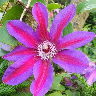 Клематис АКАИШИ в Великом Новгороде