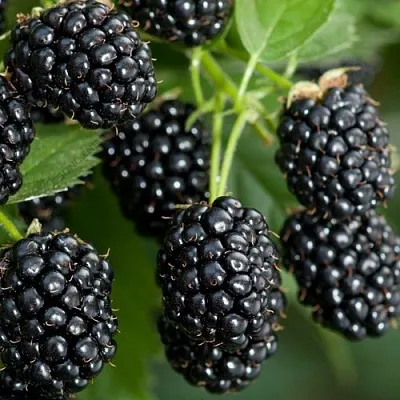 Ежевика ЧЕРНАЯ МАГИЯ ремонтантная  Ежевика ЧЕРНАЯ МАГИЯ ремонтантная в Великом Новгороде