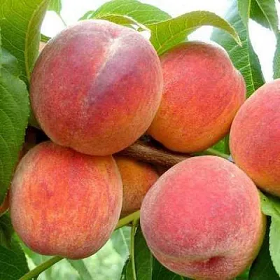 Персик ФЛЕМИНГ ФЬЮРИ в Великом Новгороде