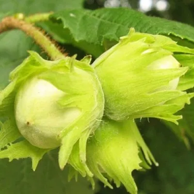 Фундук КАТАЛОНСКИЙ в Великом Новгороде