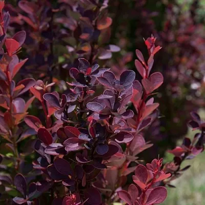 Барбарис ХЕЛМОНД ПИЛЛАР тунберга  Барбарис ХЕЛМОНД ПИЛЛАР тунберга в Великом Новгороде