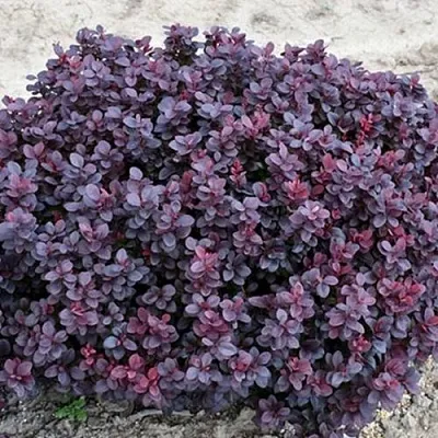 Барбарис КОНКОРД тунберга  Барбарис КОНКОРД тунберга в Великом Новгороде