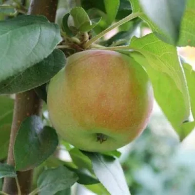 Яблоня ПОДСНЕЖНИК стелющаяся  Яблоня ПОДСНЕЖНИК стелющаяся в Великом Новгороде