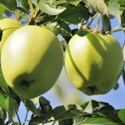 Яблоня САХАРНАЯ  Яблоня САХАРНАЯ в Великом Новгороде