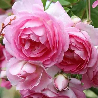 Саженцы роз ЖАСМИНА плетистая  Саженцы роз ЖАСМИНА плетистая в Великом Новгороде