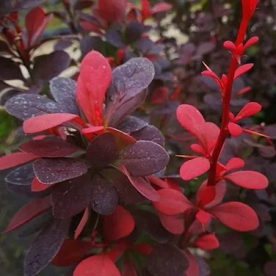 Барбарис РЕД ПИЛЛАР тунберга  Барбарис РЕД ПИЛЛАР тунберга в Великом Новгороде