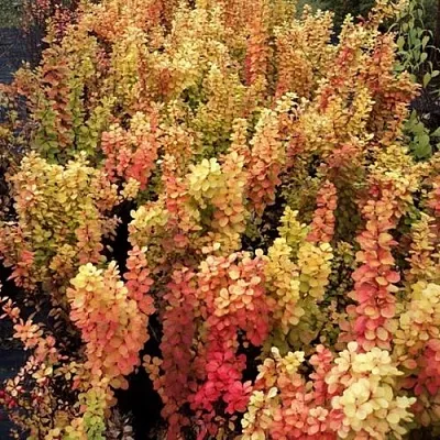 Барбарис САММЕР САНСЕТ тунберга  Барбарис САММЕР САНСЕТ тунберга в Великом Новгороде