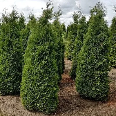 Туя ХОЛМСТРУП западная в Великом Новгороде