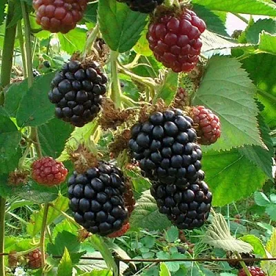 Ежевика ЧЕСТЕР бесшипная  Ежевика ЧЕСТЕР бесшипная в Великом Новгороде