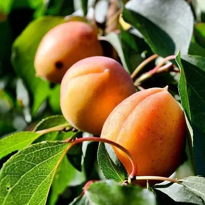 Абрикос БАЙ в Великом Новгороде