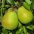 Груша НАЙТ-ВЕРТ колонновидная в Великом Новгороде