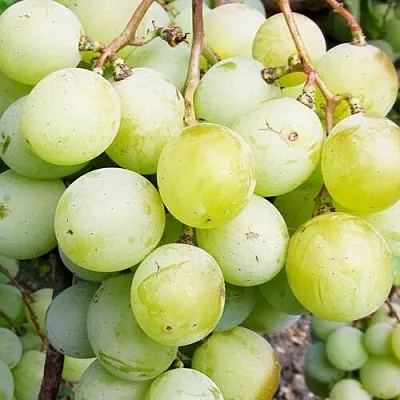 Виноград КЕША МУСКАТ  Виноград КЕША МУСКАТ в Великом Новгороде