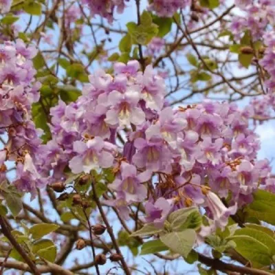 Павлония ПАО ТОГН Z07 — описание сорта Павлония ПАО ТОГН Z07 в Великом Новгороде