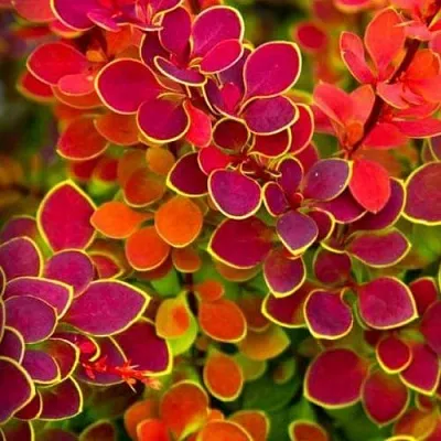 Барбарис ОРАНЖ САНРАЙЗ тунберга  Барбарис ОРАНЖ САНРАЙЗ тунберга в Великом Новгороде