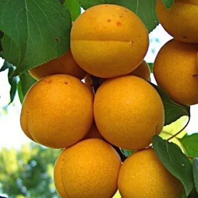 Абрикос ОНТАРИО в Великом Новгороде