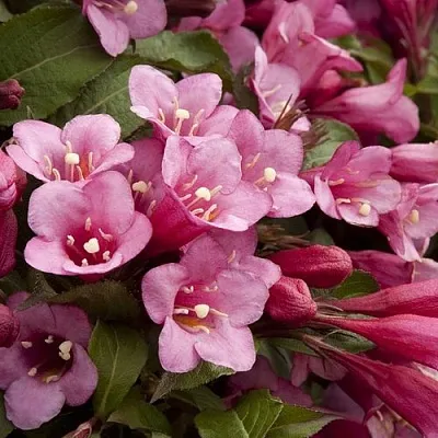 Вейгела ФЛОРИДА  Вейгела ФЛОРИДА в Великом Новгороде