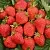 Клубника САН АНДРЕАС ремонтантная в Великом Новгороде