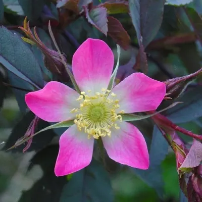 Саженцы роз сизая в Великом Новгороде