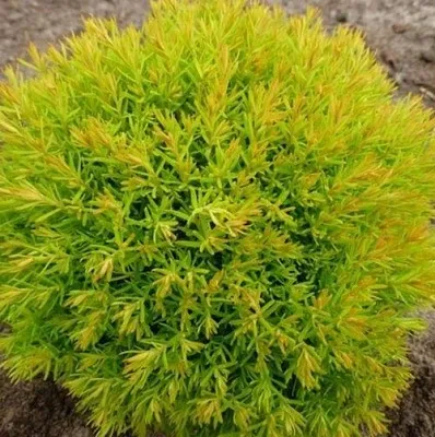 Туя АННИЕК западная в Великом Новгороде