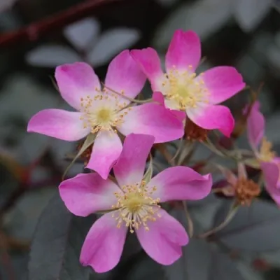 Саженцы роз сизая в Великом Новгороде