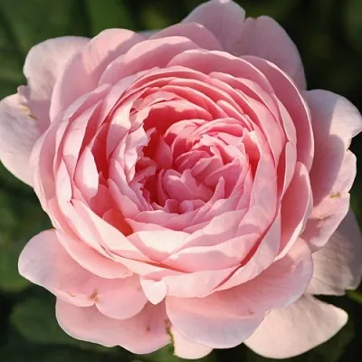 Саженцы роз КУИН ОФ СУИДЕН английская в Великом Новгороде