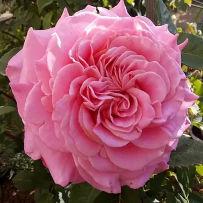 Саженцы роз ЭШЛИ чайно-гибридная — описание сорта Саженцы роз ЭШЛИ чайно-гибридная в Великом Новгороде