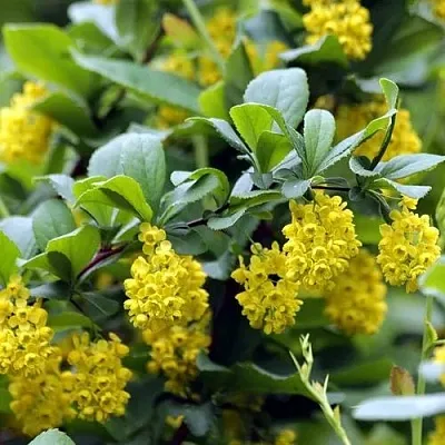 Барбарис корейский  Барбарис корейский в Великом Новгороде