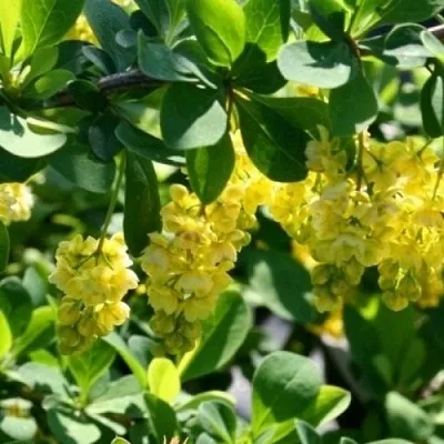 Барбарис ИНДИАН САММЕР   Барбарис ИНДИАН САММЕР  в Великом Новгороде