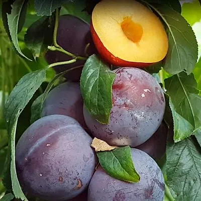 НЕКТАПРИУМ  НЕКТАПРИУМ в Великом Новгороде