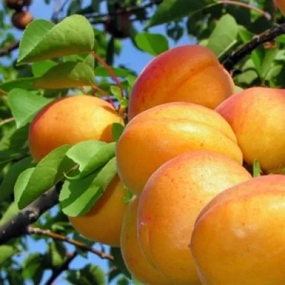 Абрикос ЭДЕЛЬВЕЙС в Великом Новгороде