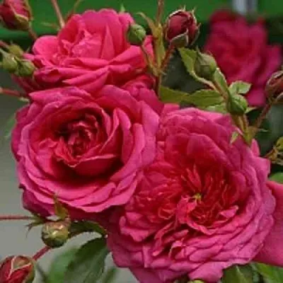 Саженцы роз ЛАГУНА плетистая  Саженцы роз ЛАГУНА плетистая в Великом Новгороде