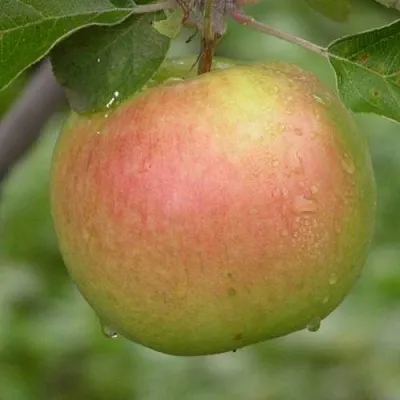 Яблоня БРЯНСКОЕ ЗОЛОТИСТОЕ  Яблоня БРЯНСКОЕ ЗОЛОТИСТОЕ в Великом Новгороде