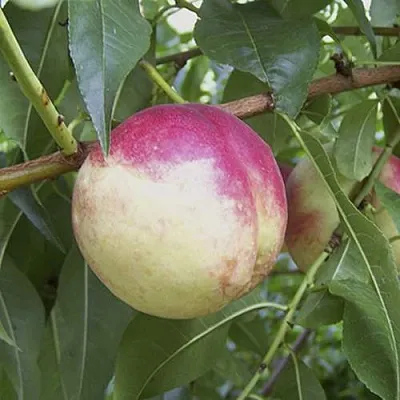 ПИЧЕРИН  ПИЧЕРИН в Великом Новгороде