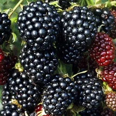 Ежевика ЭВЕРГРИН бесшипная  Ежевика ЭВЕРГРИН бесшипная в Великом Новгороде