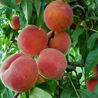 Персик САНКРЕСТ в Великом Новгороде