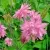 Аквилегия БАРЛОУ ПИНК гибрид МакКаны — описание сорта Аквилегия БАРЛОУ ПИНК гибрид МакКаны в Великом Новгороде