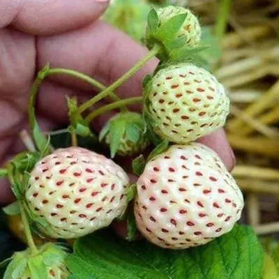 Клубника АНАНАСА ремонтантная в Великом Новгороде