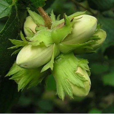 Фундук ТАМБОВСКИЙ ПОЗДНИЙ в Великом Новгороде