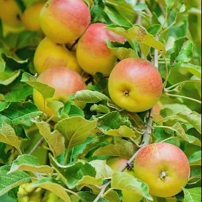 Яблоня ПАМЯТЬ БЛЫНСКОГО колонновидная  Яблоня ПАМЯТЬ БЛЫНСКОГО колонновидная в Великом Новгороде