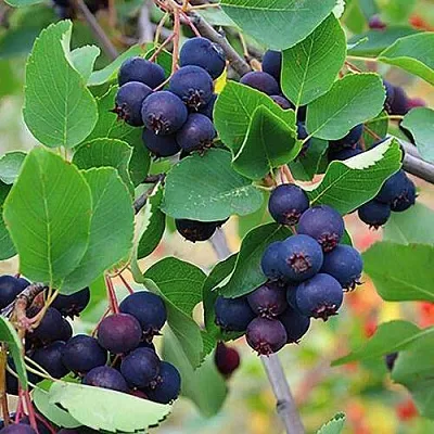 Ирга THIESSEN  Ирга THIESSEN в Великом Новгороде