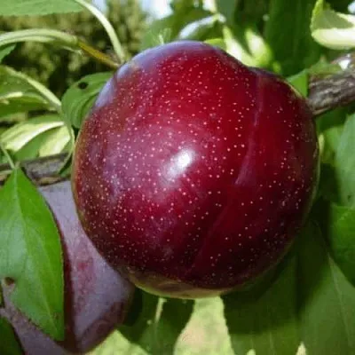 ШАРАФУГА в Великом Новгороде