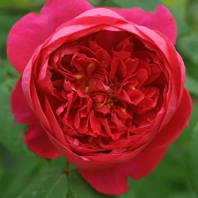 Саженцы роз БЕНДЖАМИН БРИТТЕН шраб в Великом Новгороде