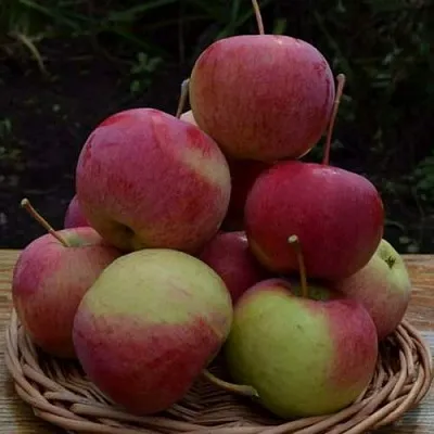 Яблоня РОДНИКОВАЯ  Яблоня РОДНИКОВАЯ в Великом Новгороде