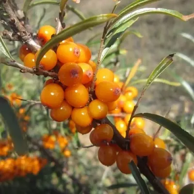 Облепиха СУДАРУШКА  Облепиха СУДАРУШКА в Великом Новгороде