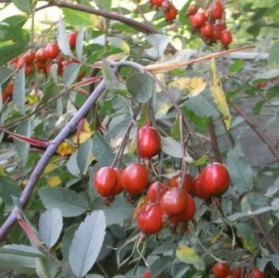 Саженцы роз сизая в Великом Новгороде